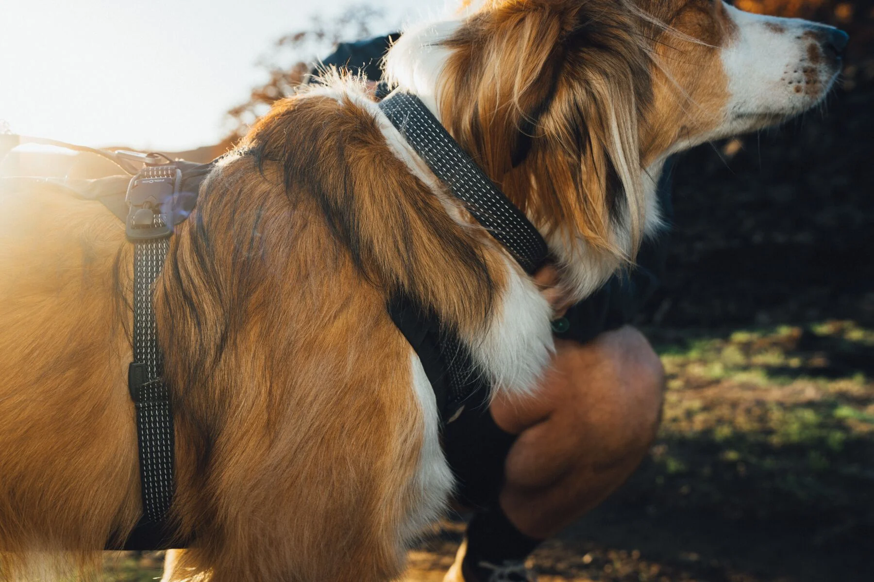 Ruffwear - Ridgeline Collar - Image 5