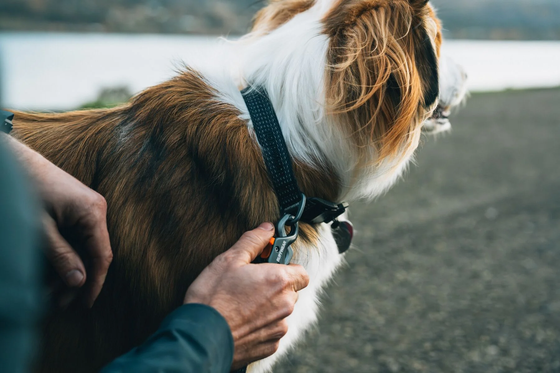 Ruffwear - Ridgeline Collar - Image 6