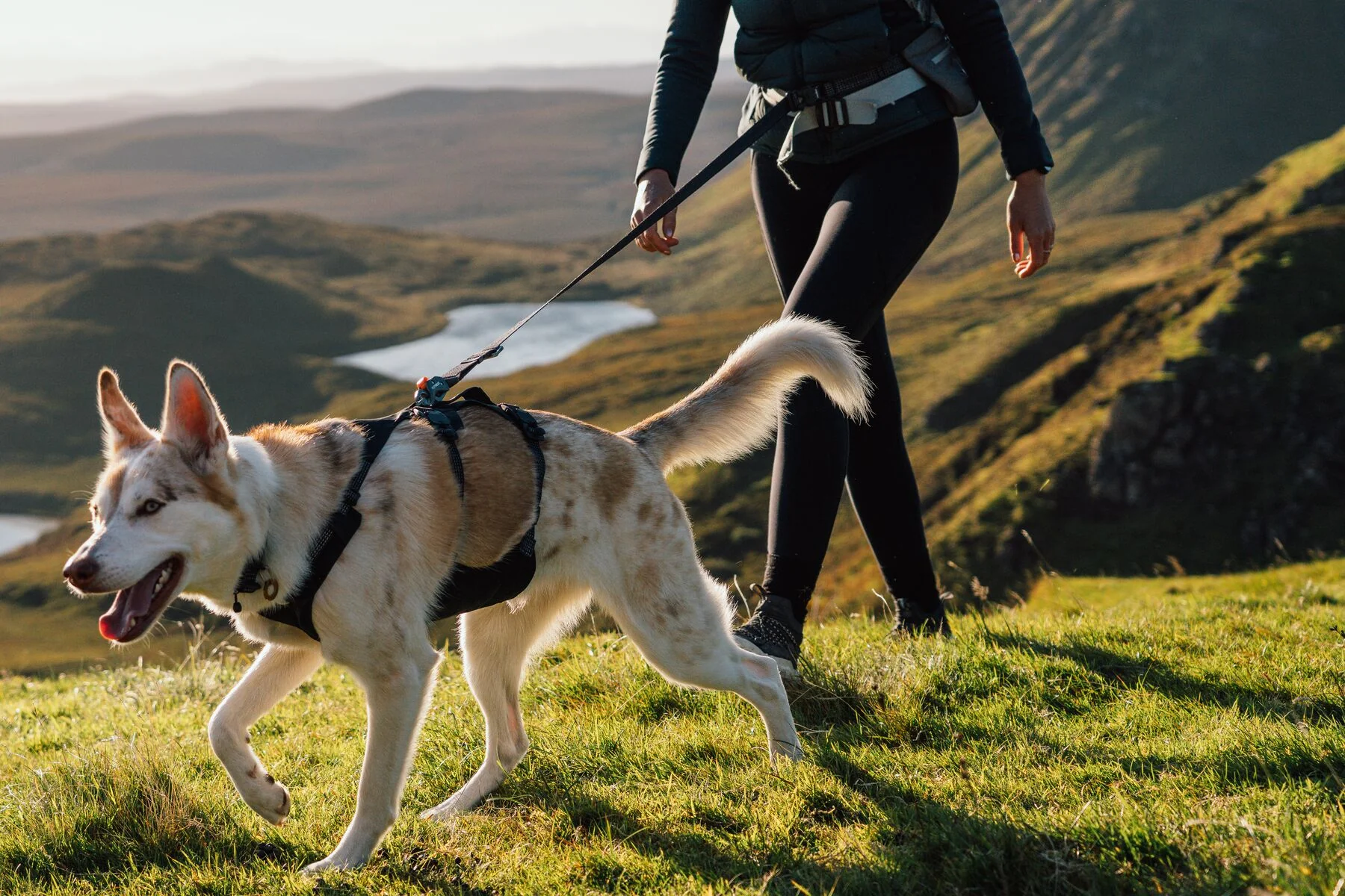 Ruffwear - Ridgeline Harness - Image 8