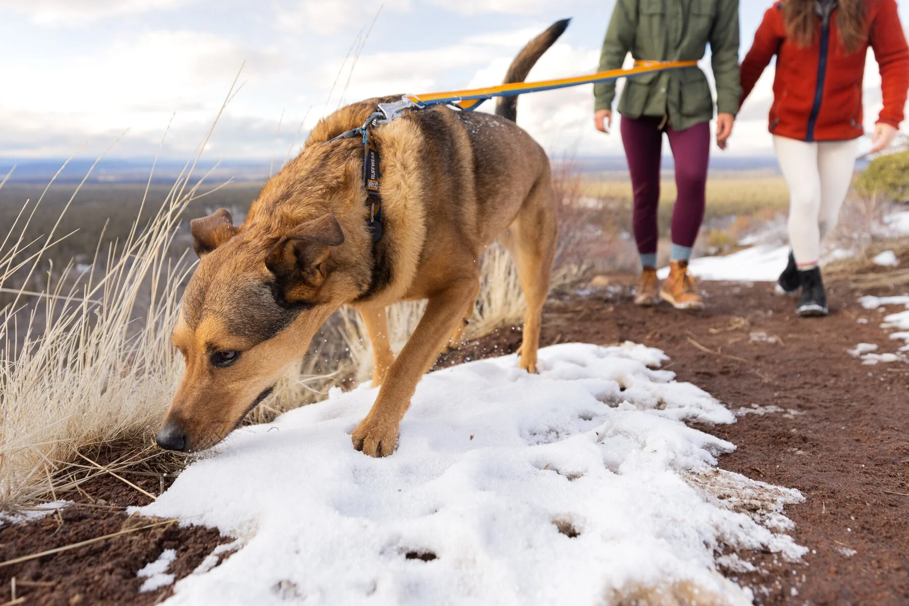 Ruffwear - Roamer Bungee Leash - Image 9