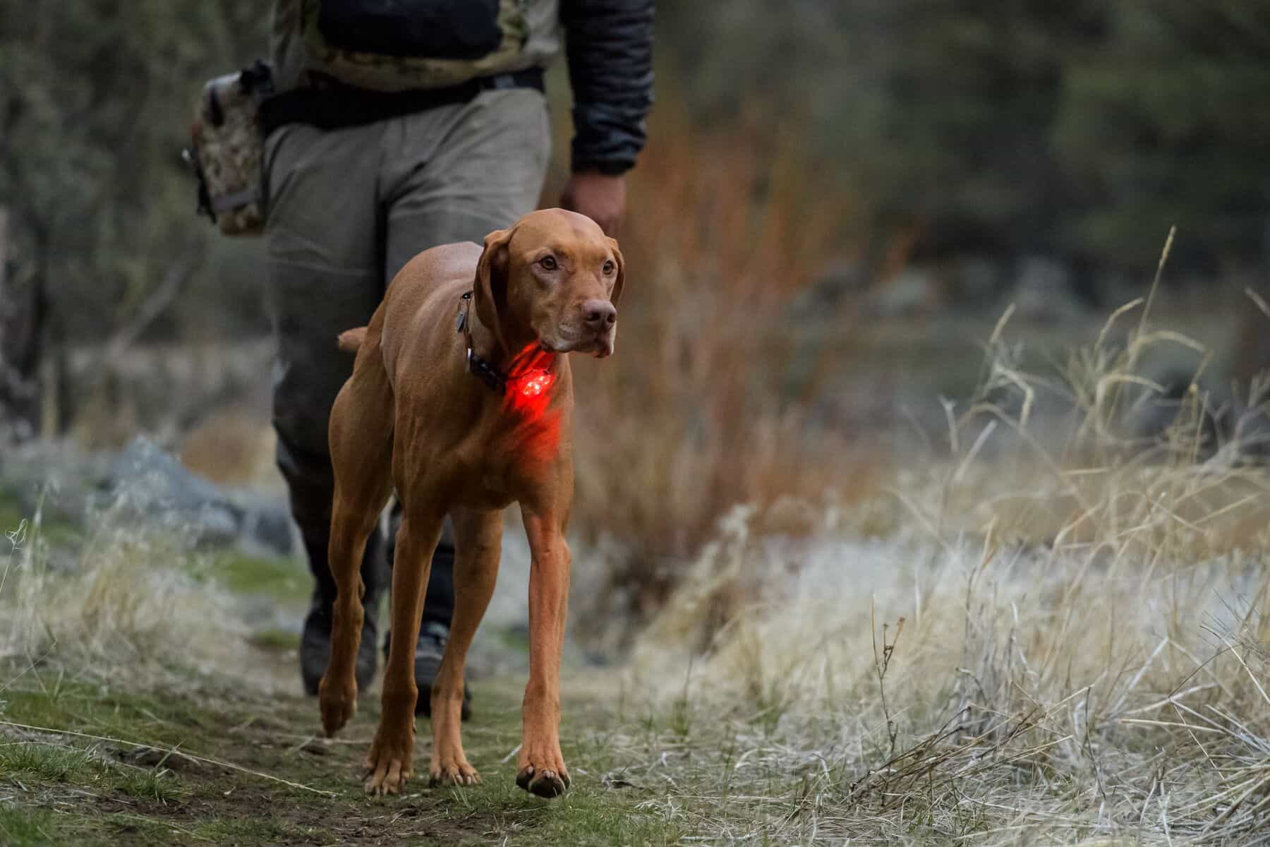Ruffwear - The Beacon - Image 7