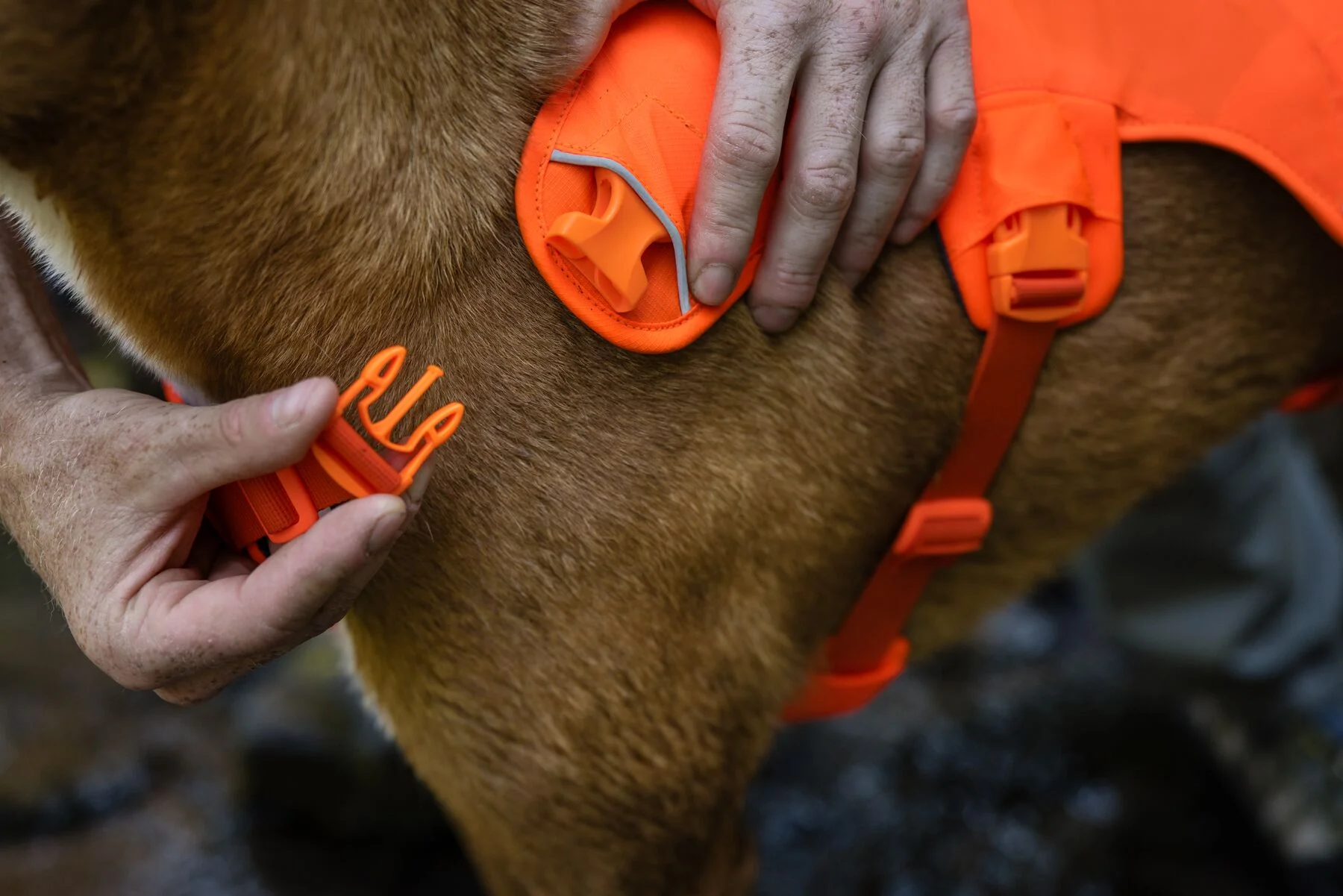 Ruffwear - Web Master Harness - Image 10