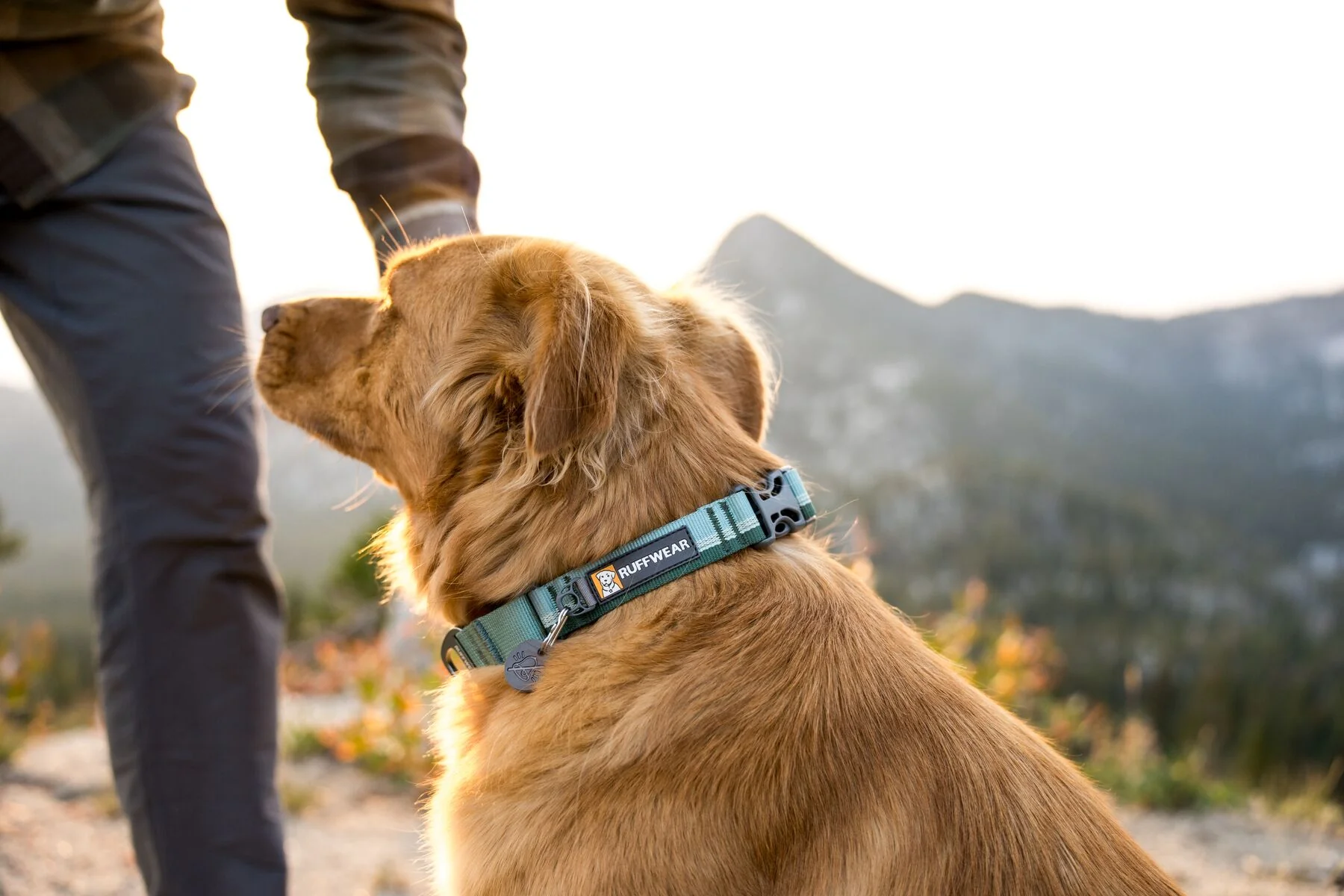 Ruffwear - Web Reaction Martingale Collar - Image 5